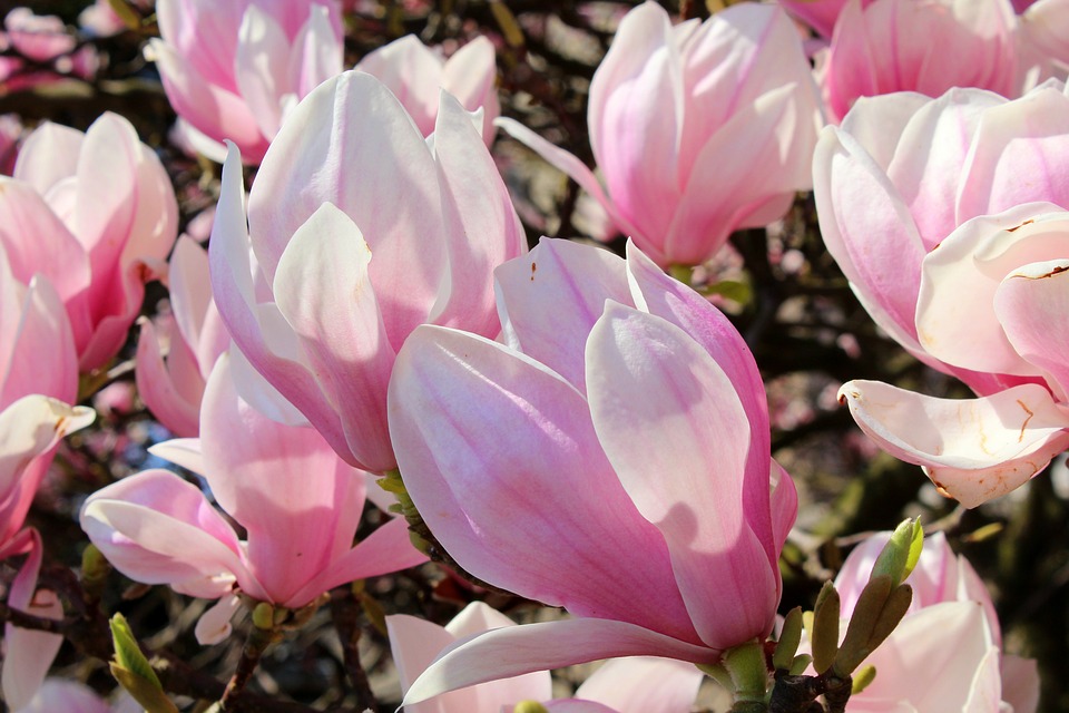 magnolia-3331210_960_720