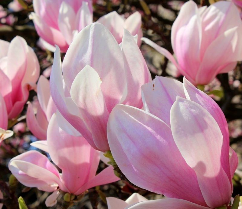 magnolia-sundew